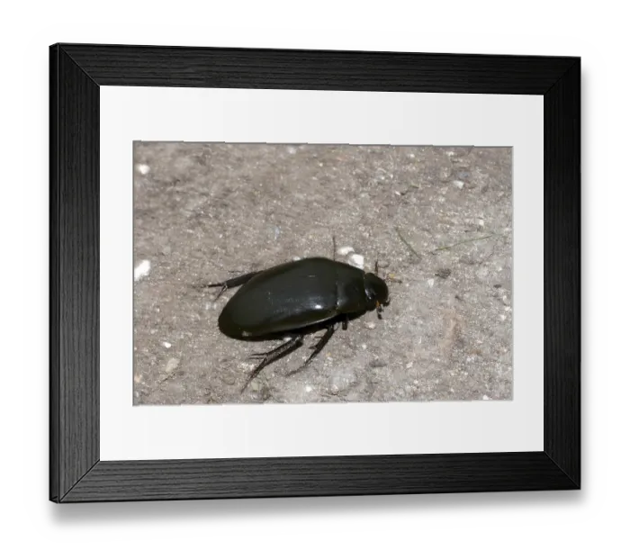 Framed Print : Large piston water beetle Framed Print : Large piston water beetle