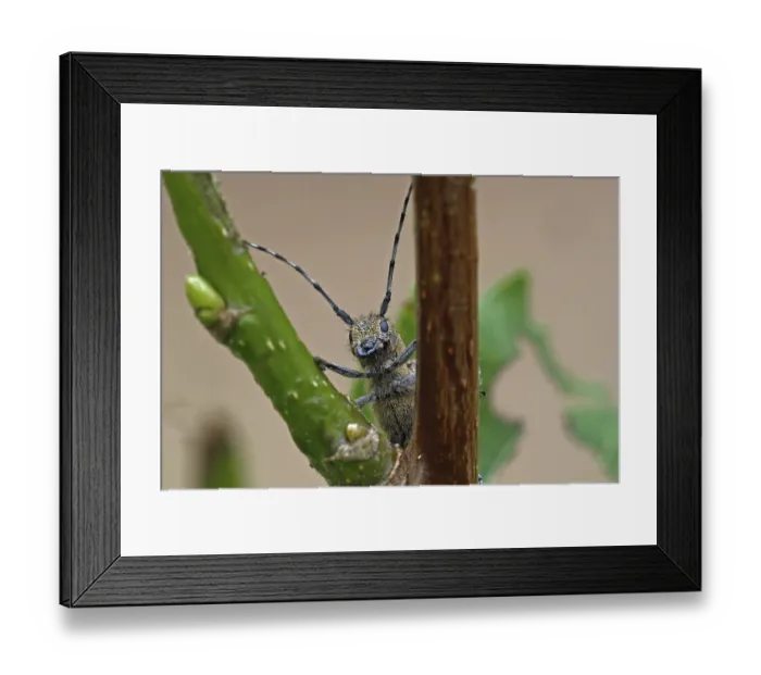 Framed Print : Little poplar Framed Print : Little poplar