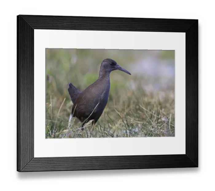 Framed Print : Magellan Rail