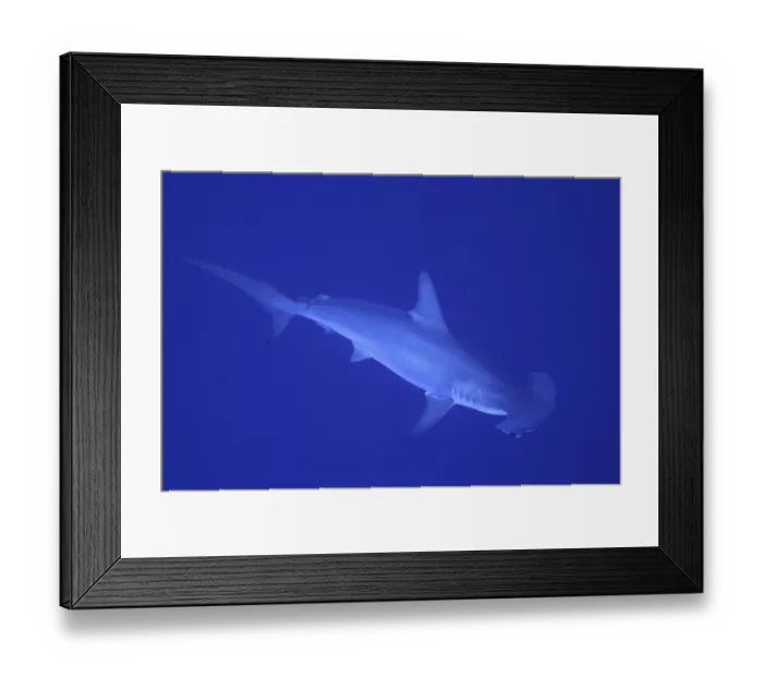 Framed Print : Scalloped hammerhead shark (Sphyrna lewini)
