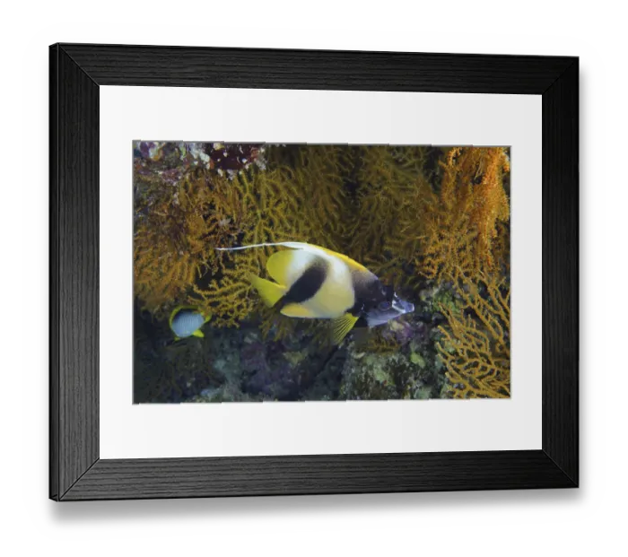 Framed Print : Red Sea bannerfish (Heniochus intermedius) Framed Print : Red Sea bannerfish (Heniochus intermedius)