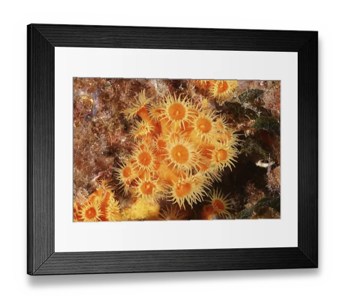 Framed Print : Yellow cluster anemone (Parazoanthus axinellae)