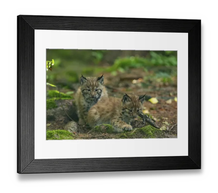 Framed Print : Eurasian lynx, northern lynx (Lynx lynx)