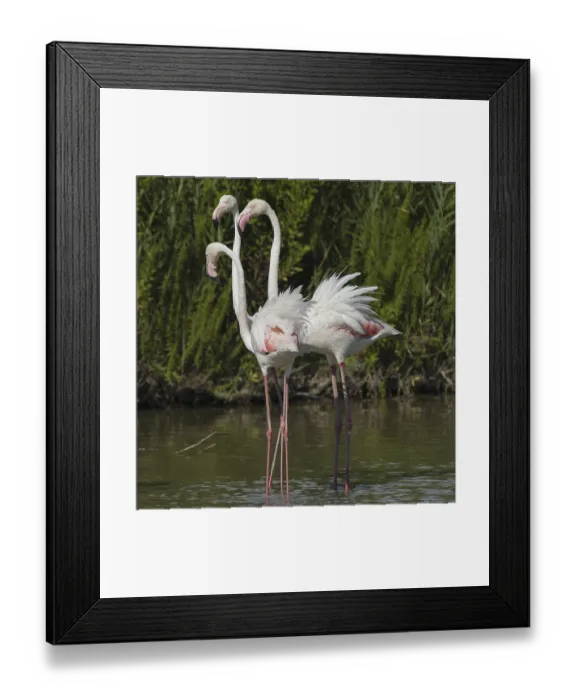 Framed Print : Pink flamingo (Phoenicopterus ruber)