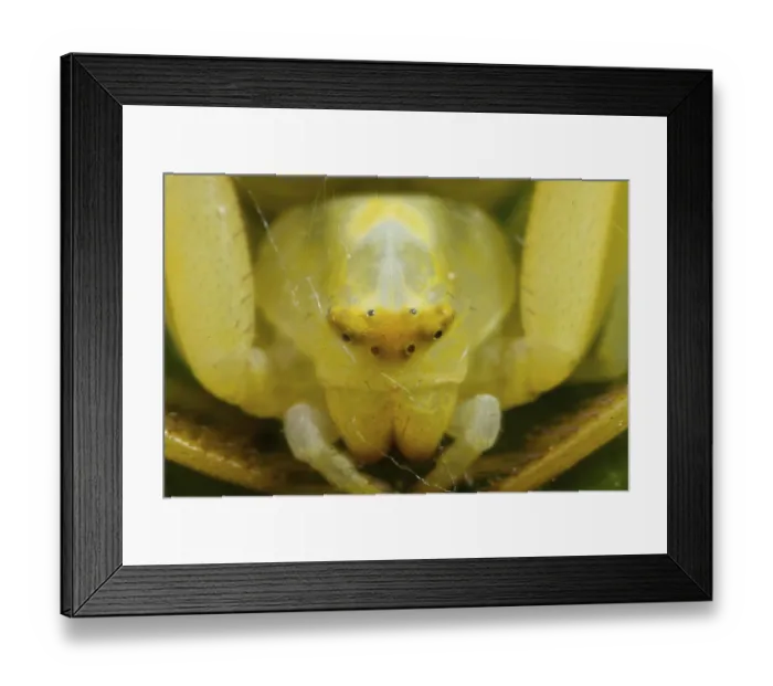 Framed Print : Goldenrod crab spider (Misumena vatia) Framed Print : Goldenrod crab spider (Misumena vatia)
