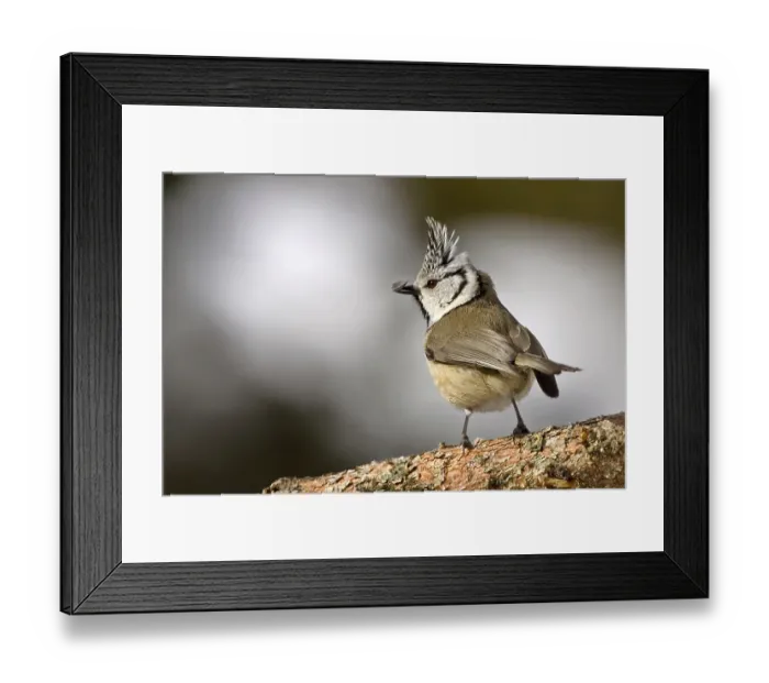 Framed Print : Crested Tit (Parus cristatus)