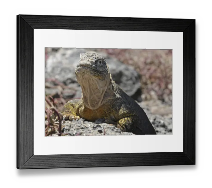 Framed Print : Drusenkopf (Conolophus subcristatus) Framed Print : Drusenkopf (Conolophus subcristatus)