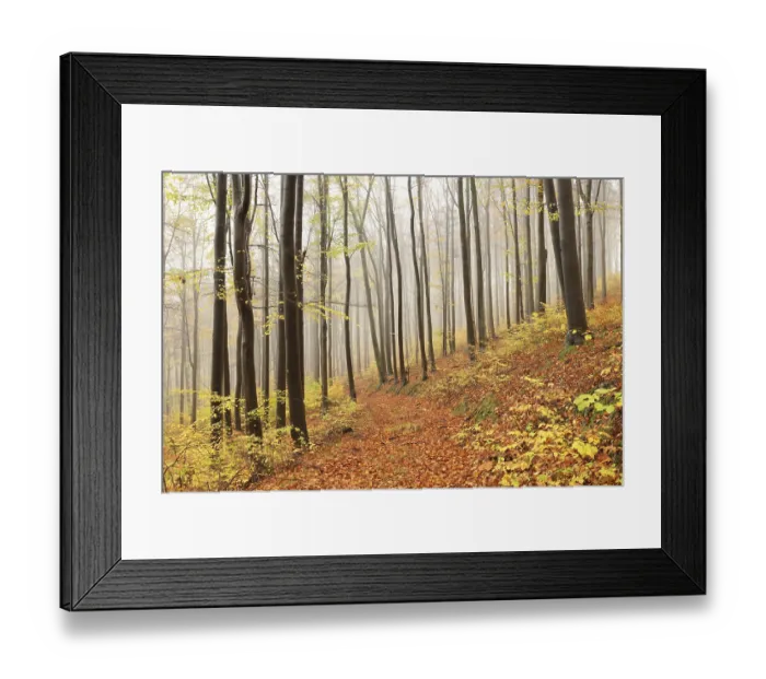 Framed Print : Beech trees in autumn forest on a foggy