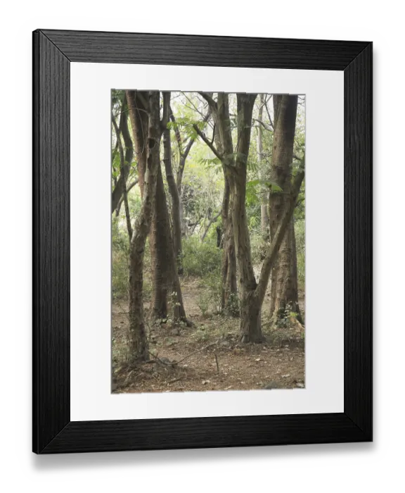 Framed Print : Tree trunk in Sanjay Gandhi National Park