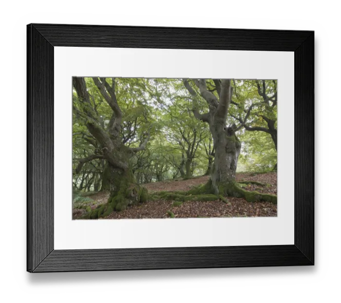 Framed Print : Old beeches (Fagus) Framed Print : Old beeches (Fagus)