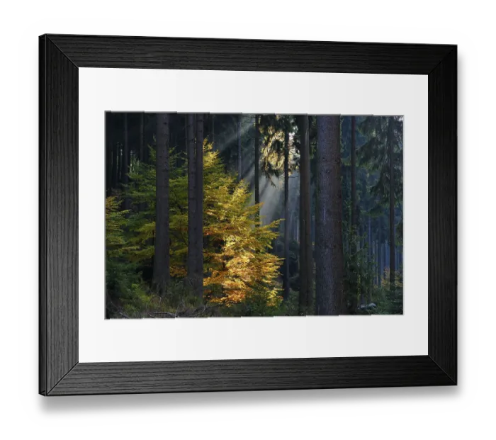 Framed Print : Sunlight, the rock Schmilka hiking area in the Saxon Switzerland
