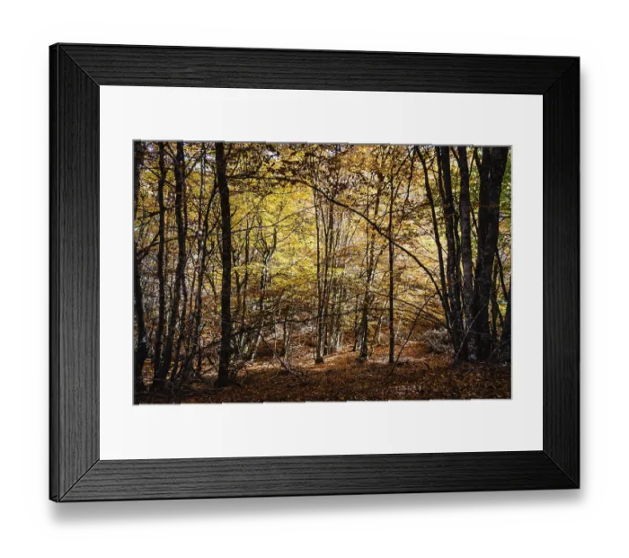 Framed Print : Beautiful autumn beech forest with yellow colors Framed Print : Beautiful autumn beech forest with yellow colors