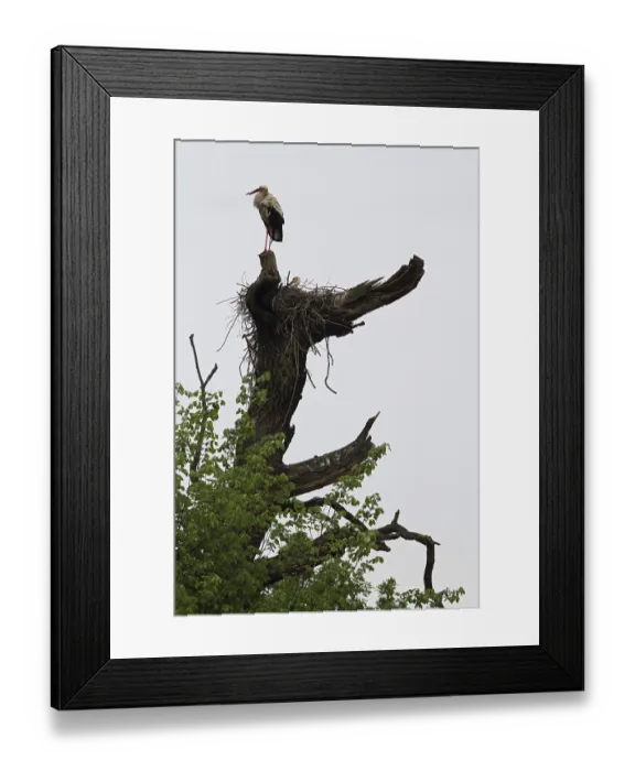 Framed Print : Stork colony near Marchegg, Austria, Europe