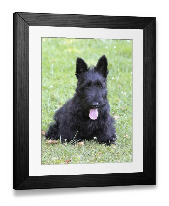 Framed Print : Typical Scottish Terrier on a green grass lawn
