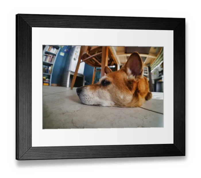 Framed Print : Dog in a cage, photo as a background