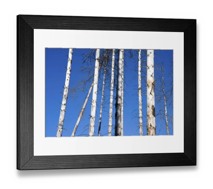Framed Print : Dead Spruce (Picea abies) trees