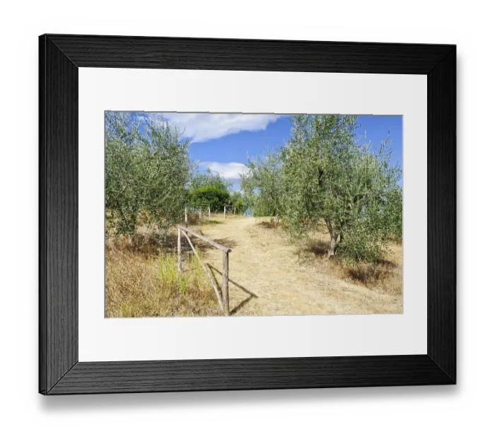 Framed Print : Dirt road in an olive grove in Uopini near Siena Framed Print : Dirt road in an olive grove in Uopini near Siena