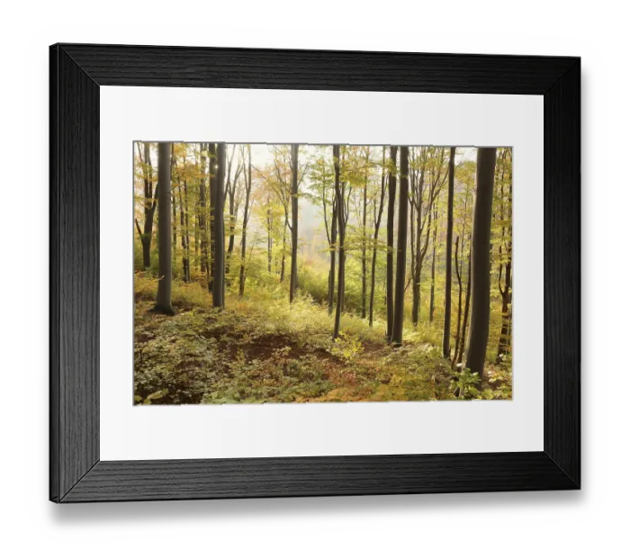 Framed Print : Autumn beech forest on the mountain slope during sunrise Framed Print : Autumn beech forest on the mountain slope during sunrise