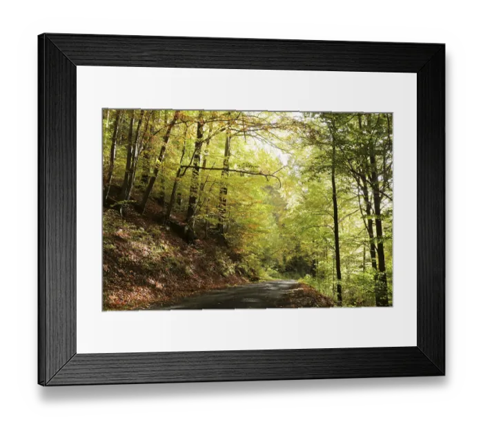 Framed Print : A forest path through the autumn beech forest at the end of October Framed Print : A forest path through the autumn beech forest at the end of October