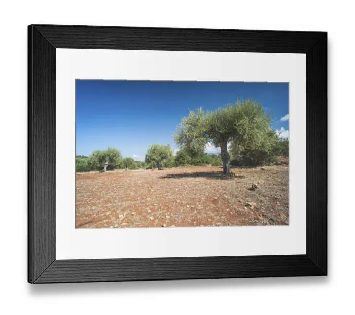 Framed Print : Olive trees in plantation. Agricultural land