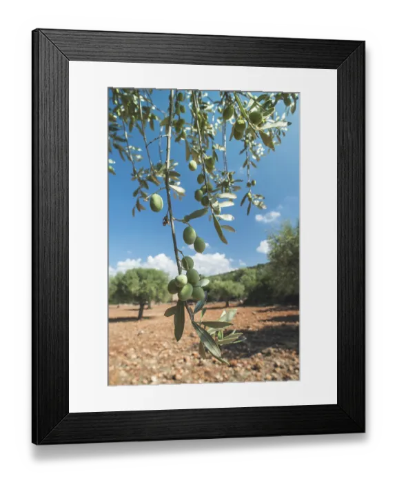 Framed Print : Olive branches on foreground. Olive plantation Framed Print : Olive branches on foreground. Olive plantation