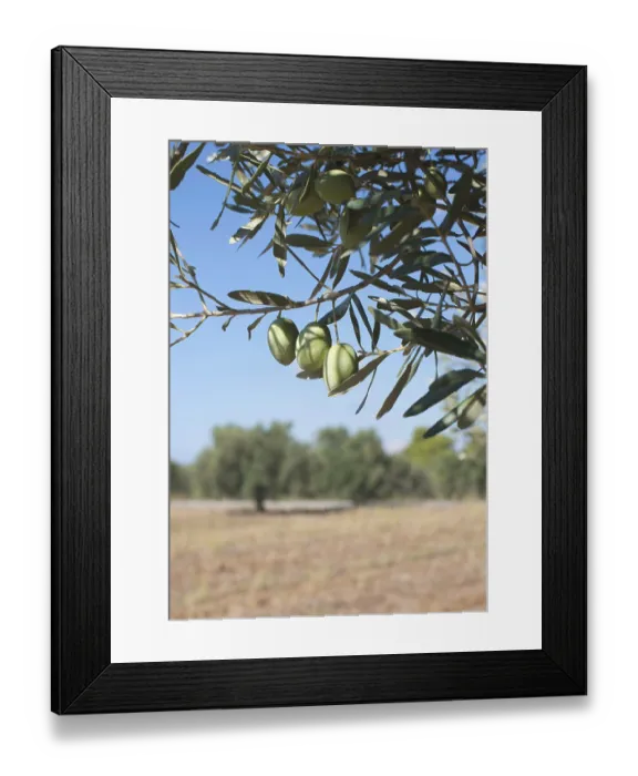 Framed Print : Olive branches on foreground. Olive plantation