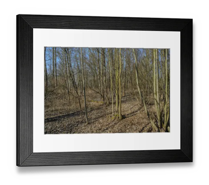 Framed Print : Bare trees in winter forest with deciduous soil in sunlight