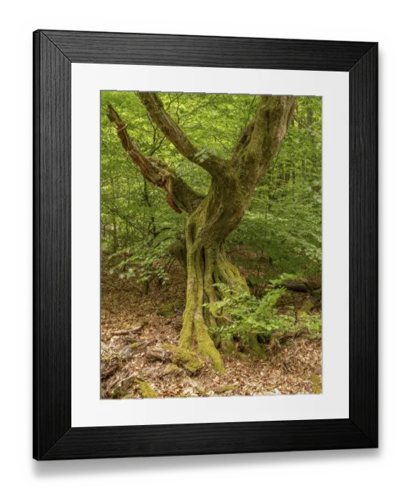 Framed Print : Gnarled, bent tree trunk in the Sababurg primeval forest