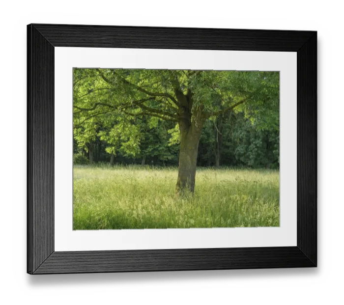 Framed Print : Large tree in the centre of a sunny meadow Framed Print : Large tree in the centre of a sunny meadow