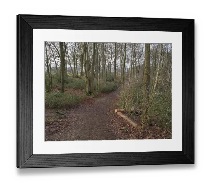 Framed Print : A winding forest path, surrounded by trees and autumn leaves