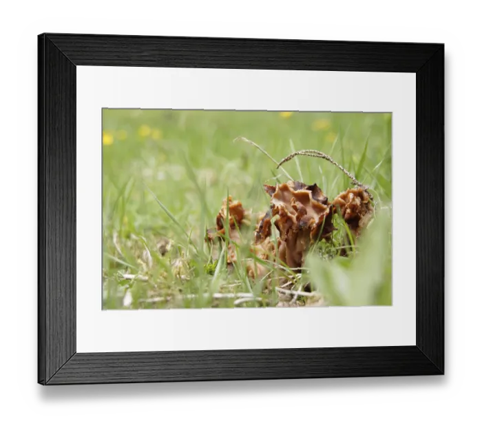 Framed Print : Spring lobelia, Gyromitra esculenta (Gyromitra esculenta)