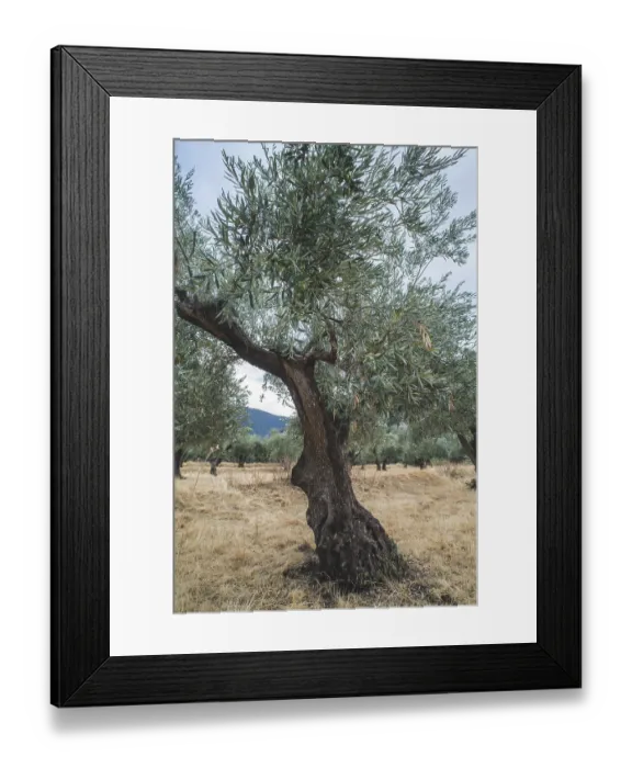 Framed Print : Olive trees in plantation. Agricultural land Framed Print : Olive trees in plantation. Agricultural land