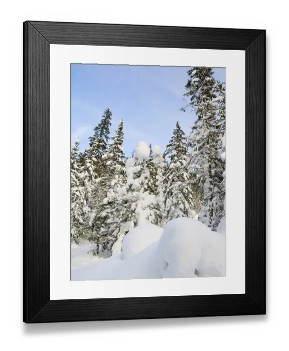 Framed Print : Winter wild snow covered firtree forest on sunny day Framed Print : Winter wild snow covered firtree forest on sunny day
