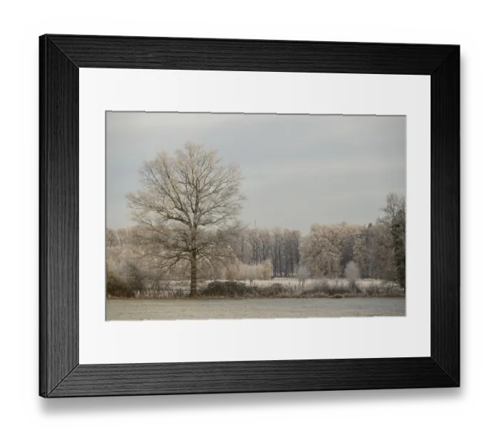 Framed Print : A single frosty tree in focus with frost-covered meadows and a forest in the background