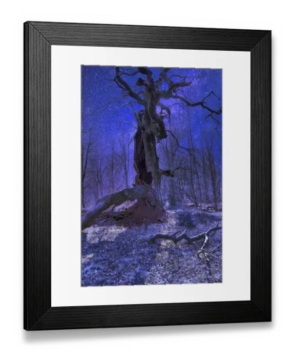 Framed Print : Old oak tree, Primeval forest Urwald Sababurg