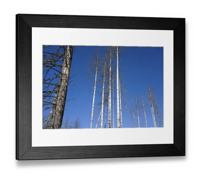Framed Print : Dead Spruce (Picea abies) trees