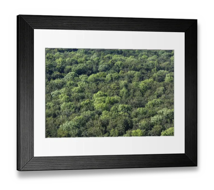 Framed Print : Forest