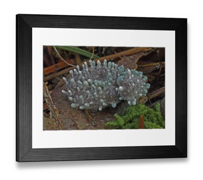 Framed Print : Coremia brush mould (Penicillium vulpinum)