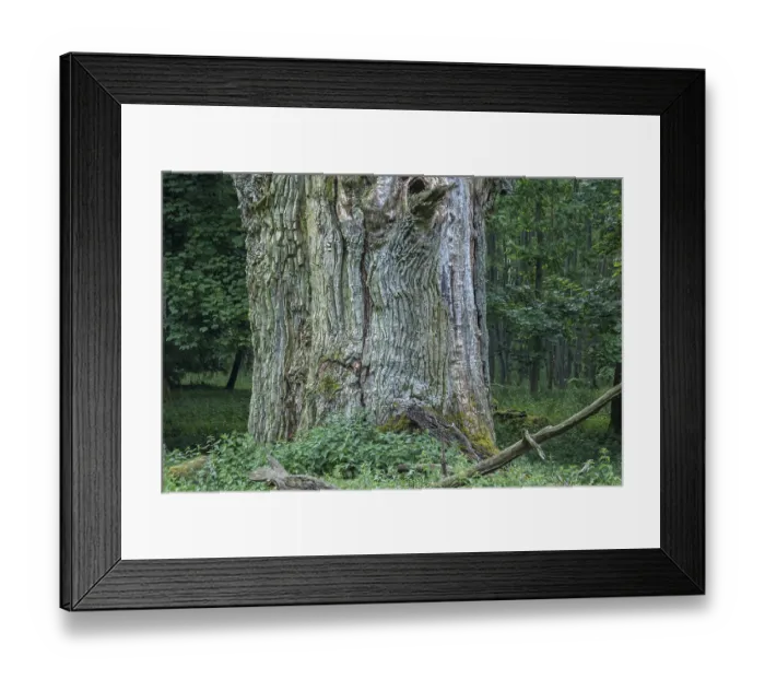 Framed Print : English oak approx. 800 years old (Quercus robur)