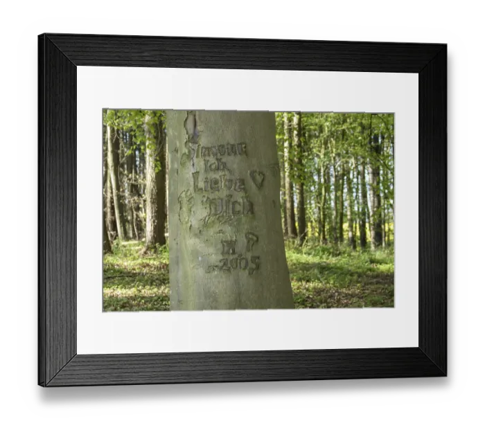 Framed Print : Beech with a message of love (Fagus) Framed Print : Beech with a message of love (Fagus)