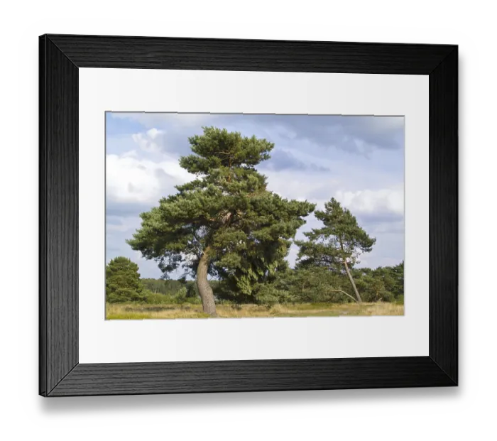 Framed Print : Pinus sylvestris PINE, PINE (pinus sylvestris)