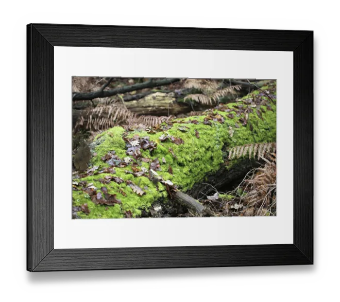 Framed Print : Old tree trunk Framed Print : Old tree trunk