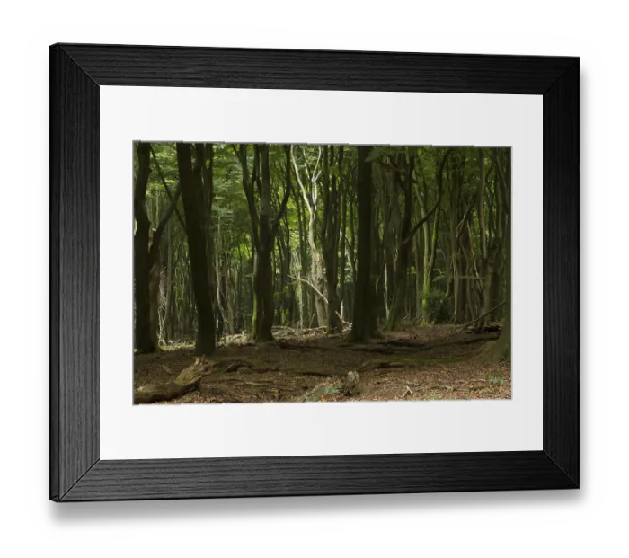 Framed Print : Speulder- en Sprielderbos The Netherlands (Fagus sylvatica) Framed Print : Speulder- en Sprielderbos The Netherlands (Fagus sylvatica)