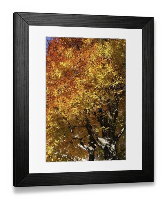 Framed Print : Beech leaves (Fagus)