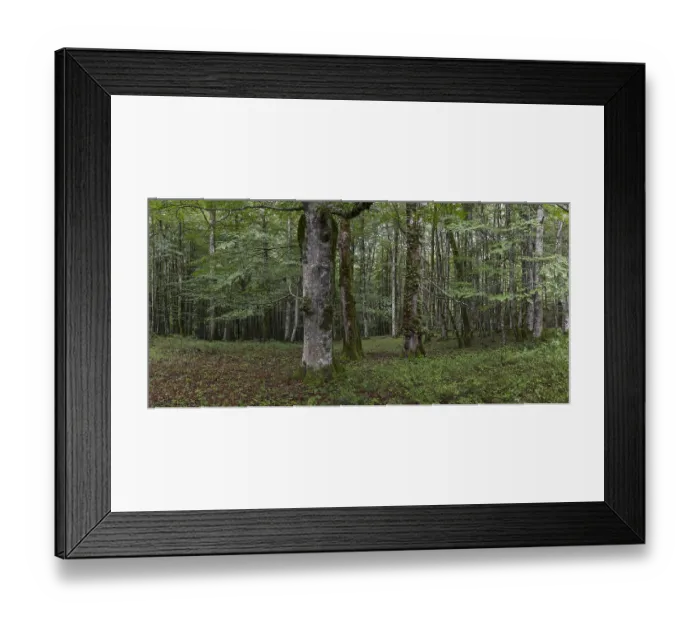 Framed Print : Beech forest near Lizarrusti, Alleko Tour