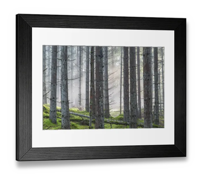 Framed Print : Mist in the spruce forest Framed Print : Mist in the spruce forest