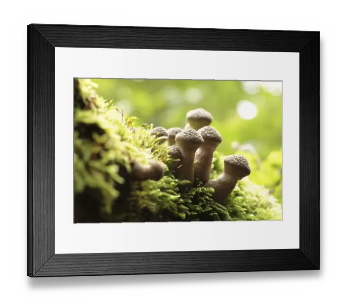 Framed Print : Mushrooms growing on a tree trunk in the forest
