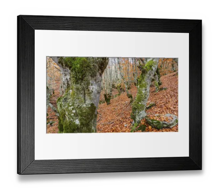 Framed Print : Hayedo de la Pedrosa Natural Protected Area Framed Print : Hayedo de la Pedrosa Natural Protected Area
