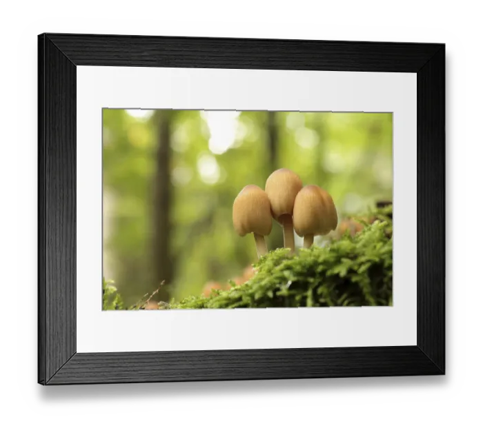 Framed Print : Mushrooms growing on a tree trunk in the forest