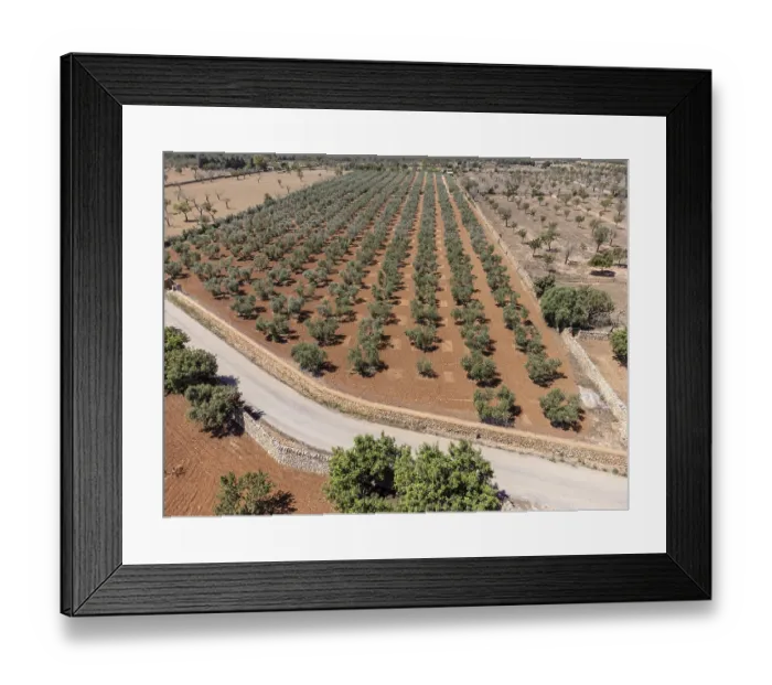 Framed Print : Olive grove on the way to L'Aguila Framed Print : Olive grove on the way to L'Aguila